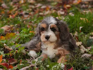 Bernedoodle dogs Willow Miniature Bernedoodle - Ad 1