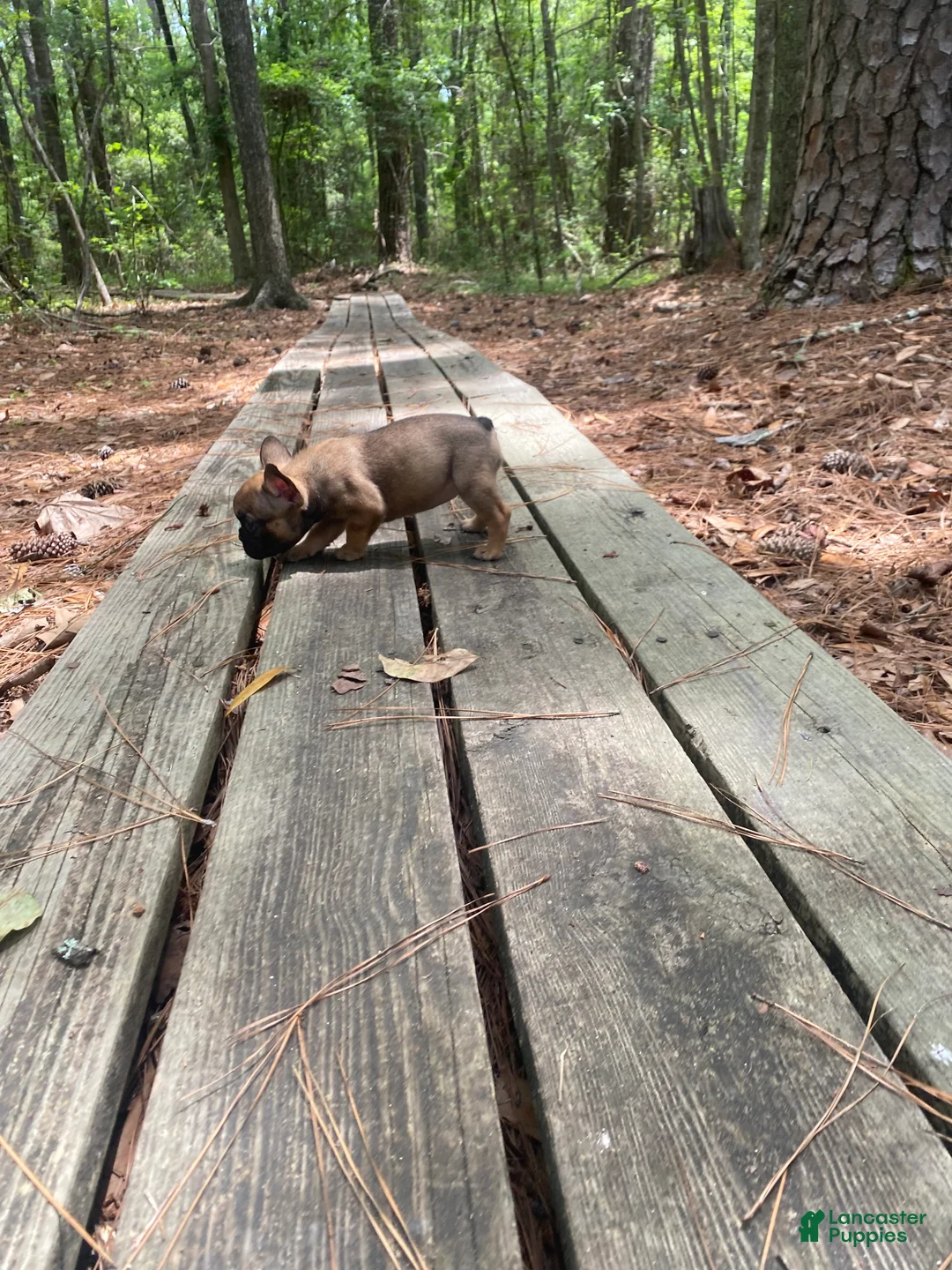 French Bulldog dogs for sale: Pyurdy - Ad 2