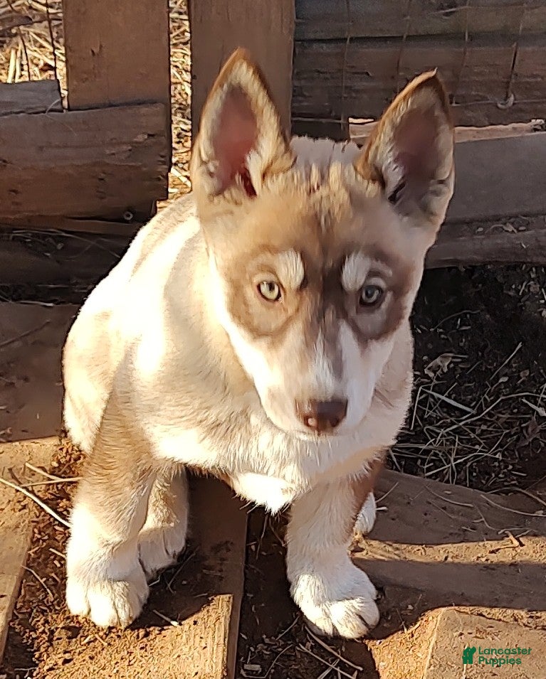Siberian Husky dogs Siberian Husky Puppy 4 - Ad 2