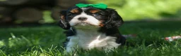 Cavalier King Charles Spaniel dogs for sale: Maxwell 🐾🐶 - Ad 4