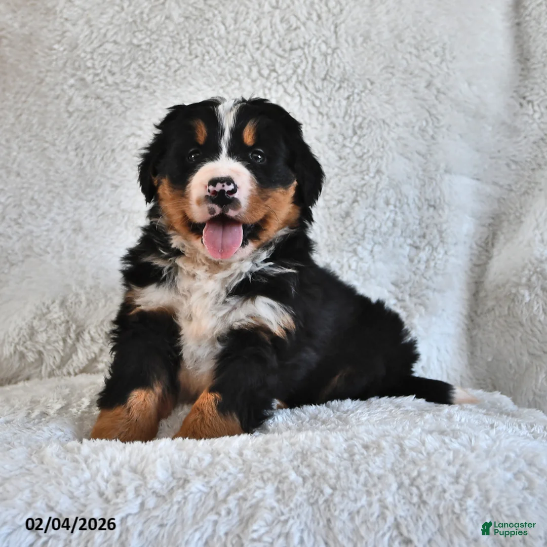 Bernese Mountain Dog dogs for sale: Bennett - Ad 3