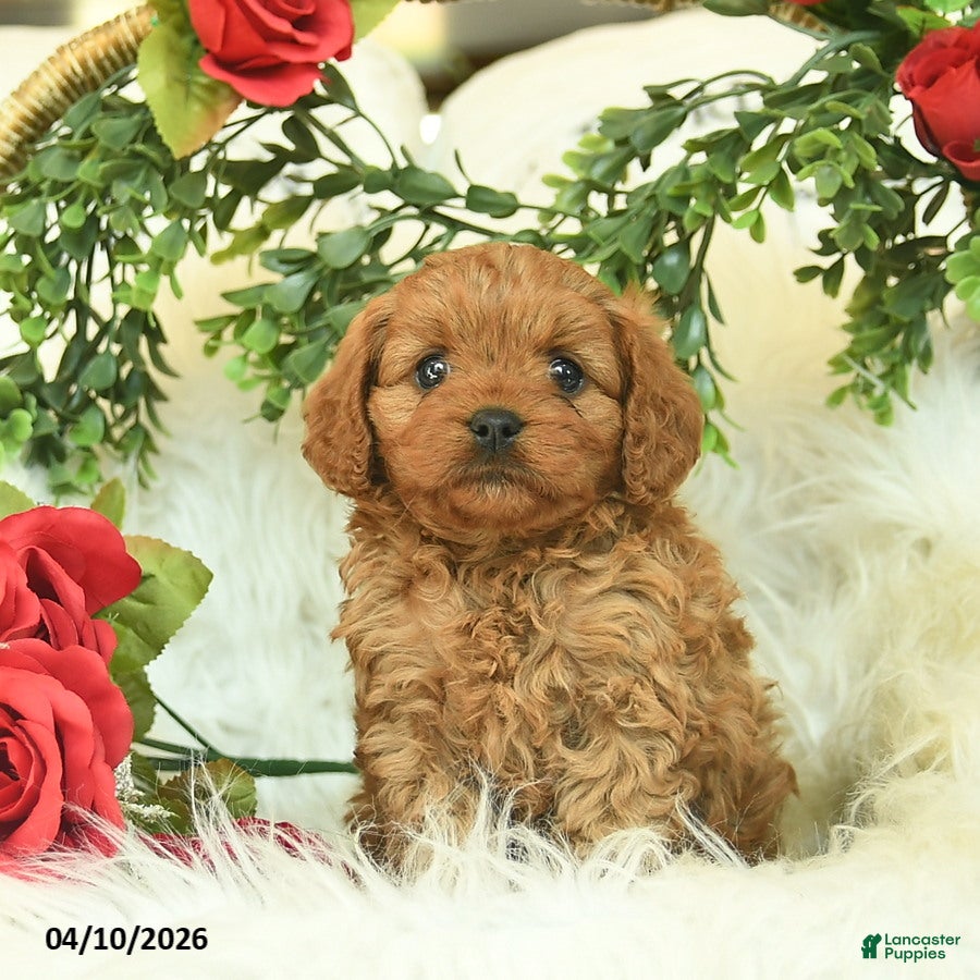Cavapoo dogs Tessie  - Ad 1