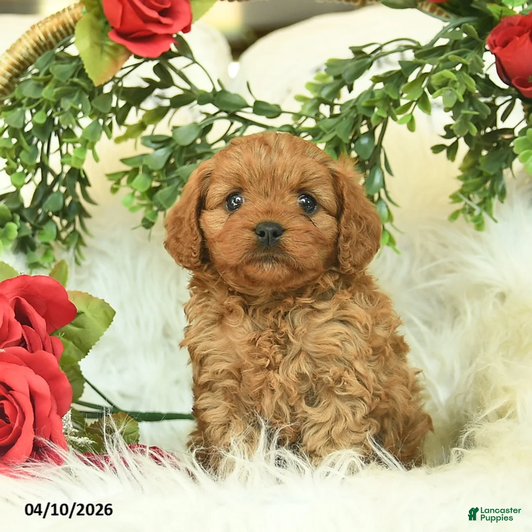Cavapoo dogs for sale: Tessie  - Ad 1