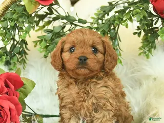 Cavapoo dogs for sale: Tessie - Ad 2