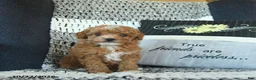 Toy Poodle dogs for sale: Stacey  - Ad 2