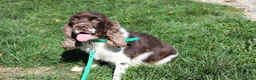 Cocker Spaniel dogs for sale: Ava - Ad 8