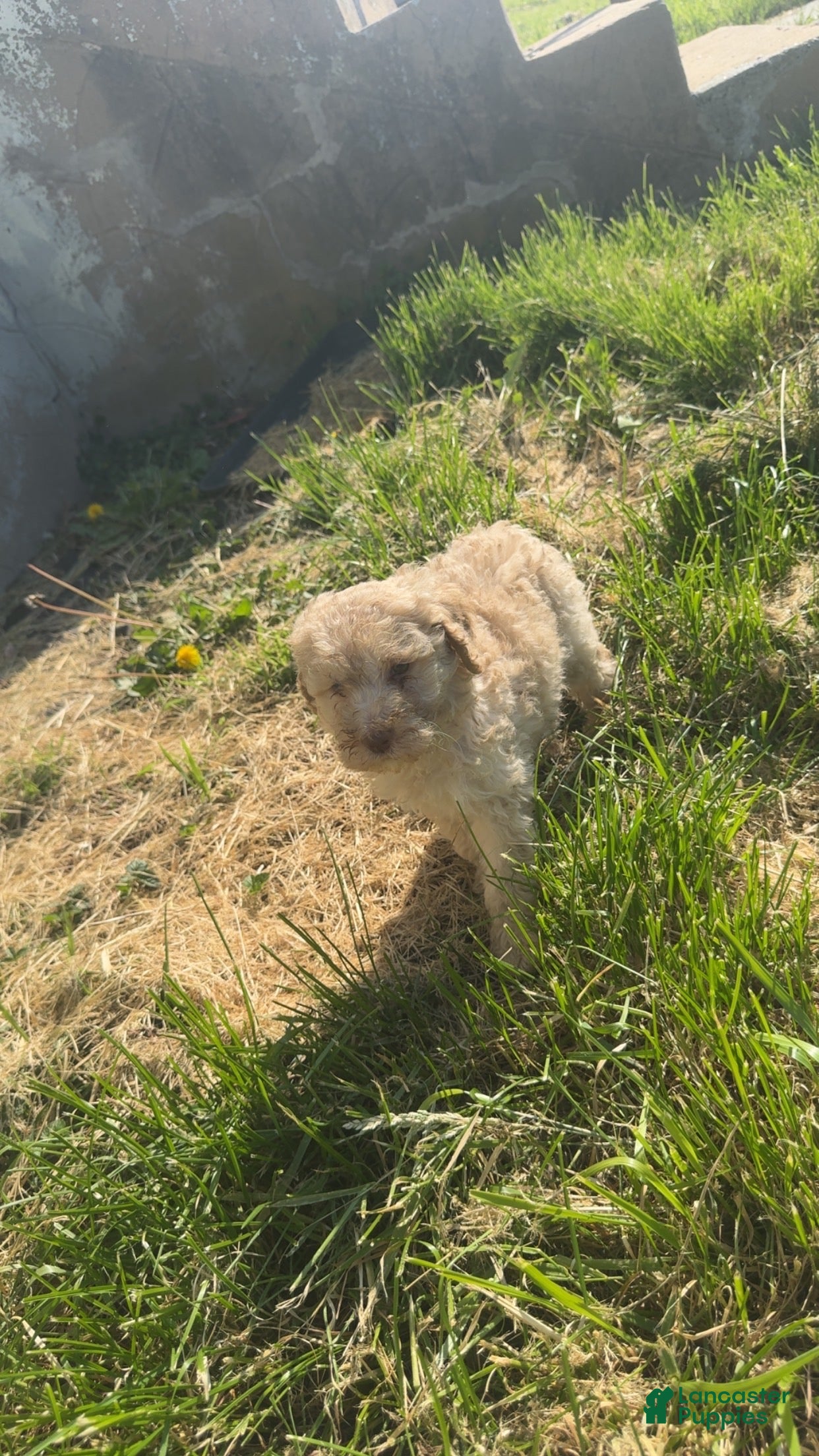 Standard Poodle dogs Honey - Ad 33