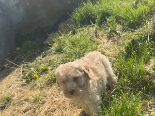 Standard Poodle dogs Honey - Ad 33