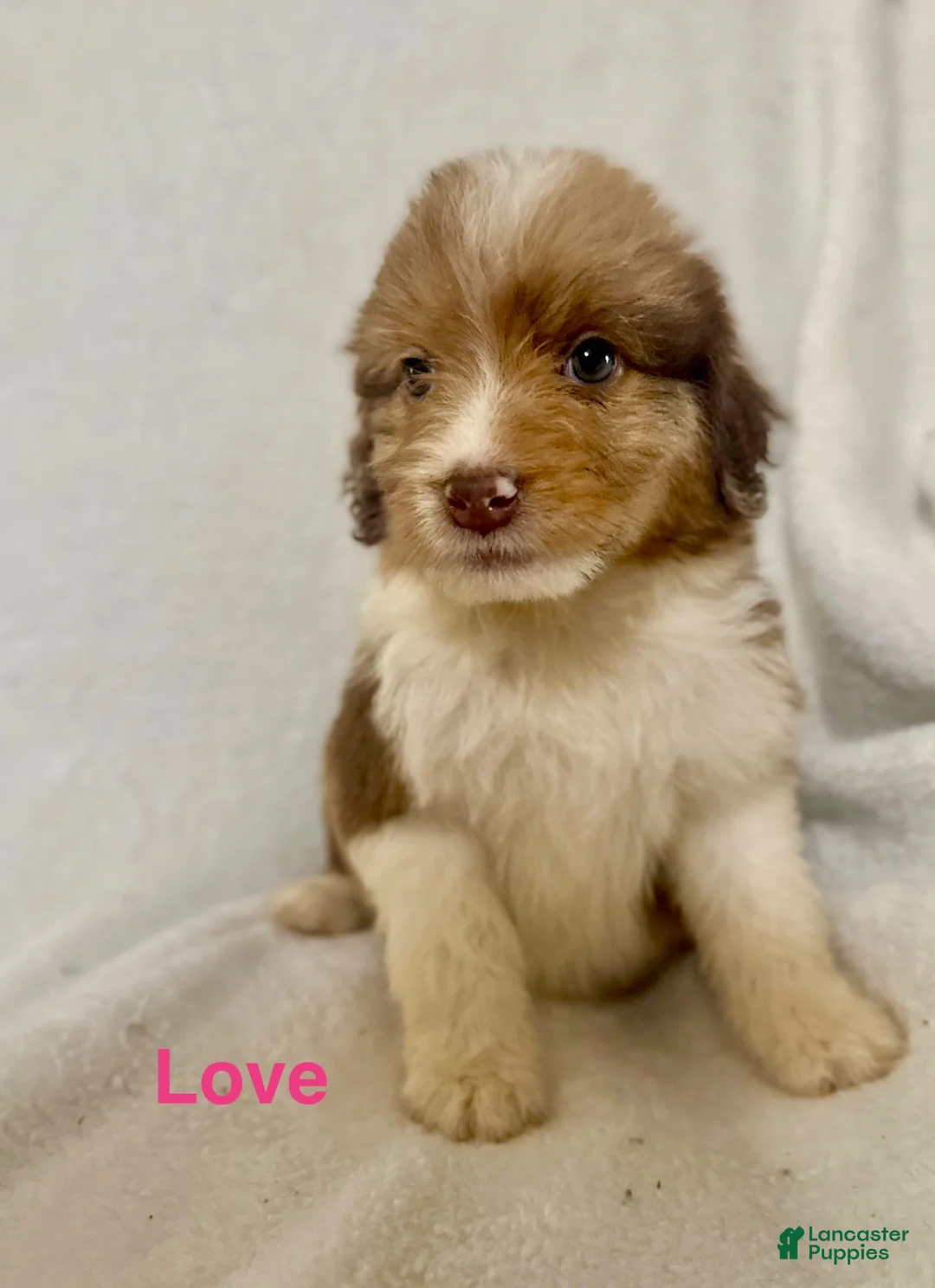 Aussiedoodle dogs for sale: Love - Ad 1