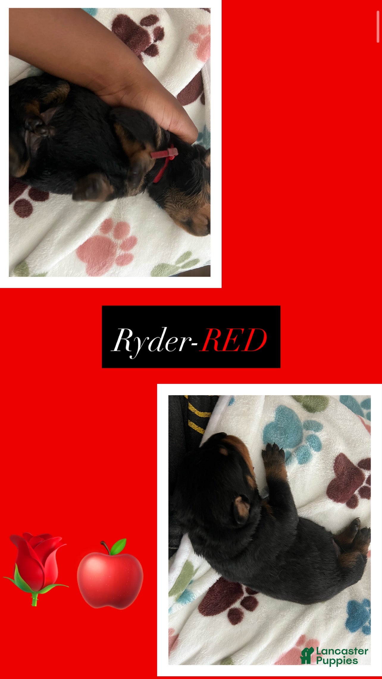 Rottweiler dogs Ryder - Ad 7