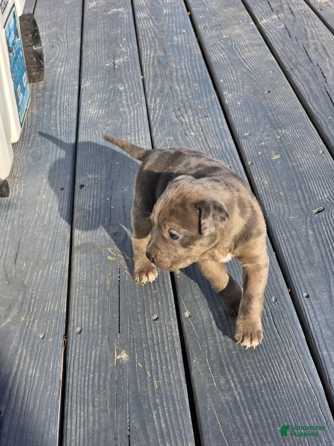 American Staffordshire Terrier dogs for sale: American Staffordshire Terrier Puppy 4 - Ad 2
