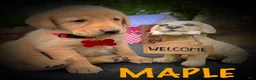 Labrador Retriever dogs for sale: Labrador Retriever Puppy 1 - Ad 25