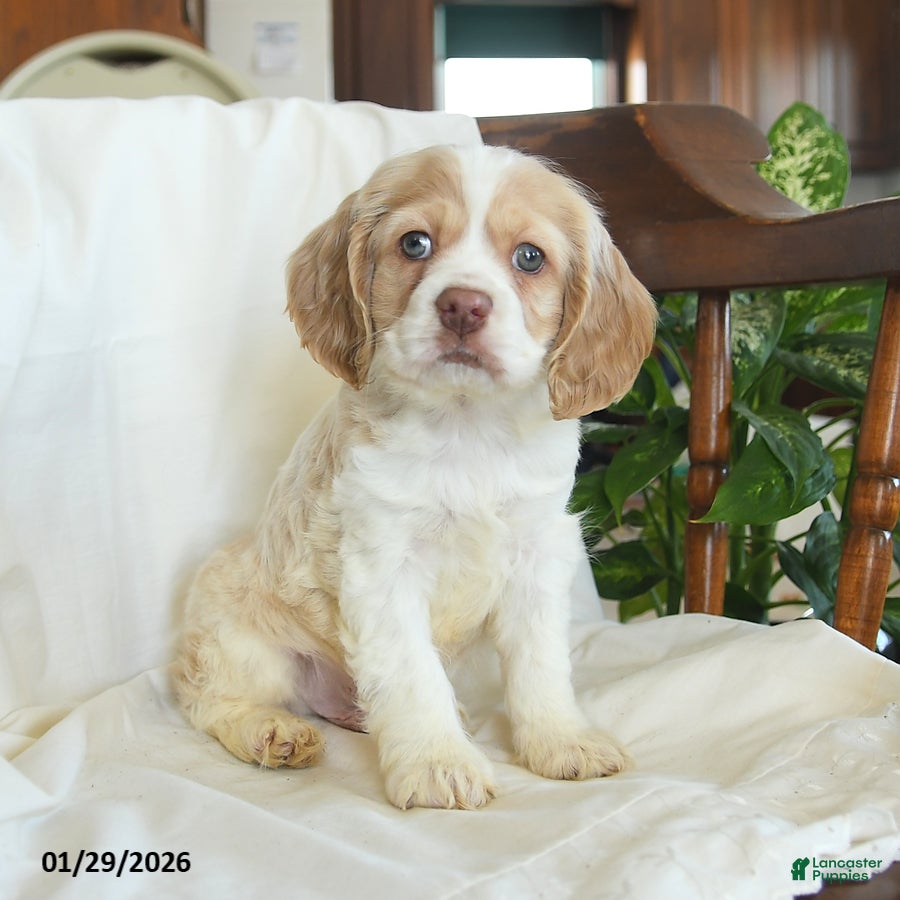 English Cocker Spaniel dogs Hickory - Ad 4