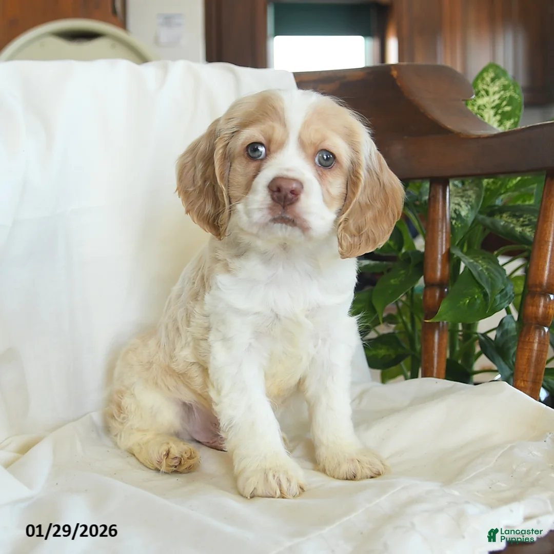 English Cocker Spaniel dogs for sale: Hickory - Ad 1