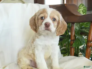 English Cocker Spaniel dogs Hickory - Ad 4