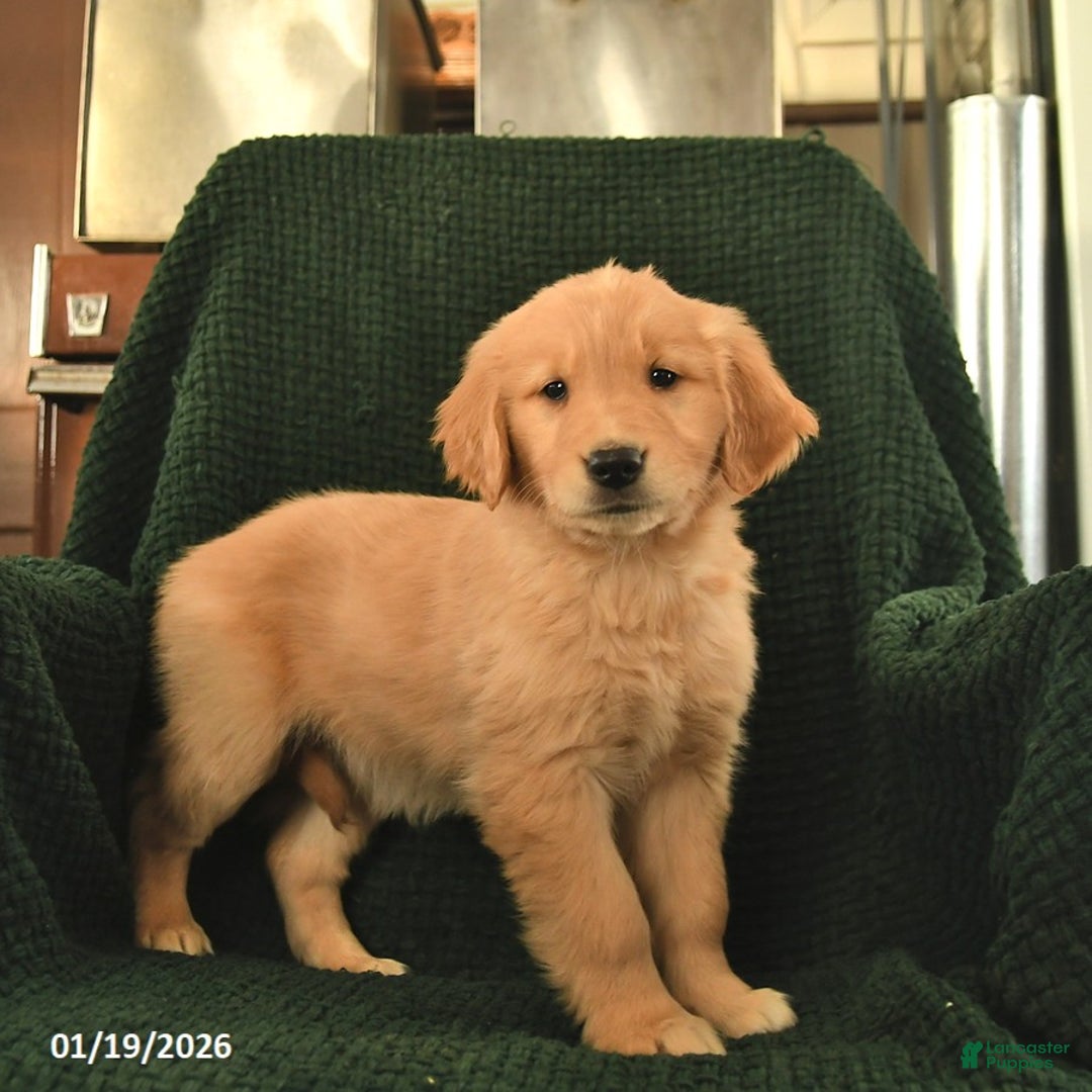 Golden Retriever dogs for sale: Rosie  - Ad 1