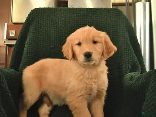 Golden Retriever dogs Rosie - Ad 3