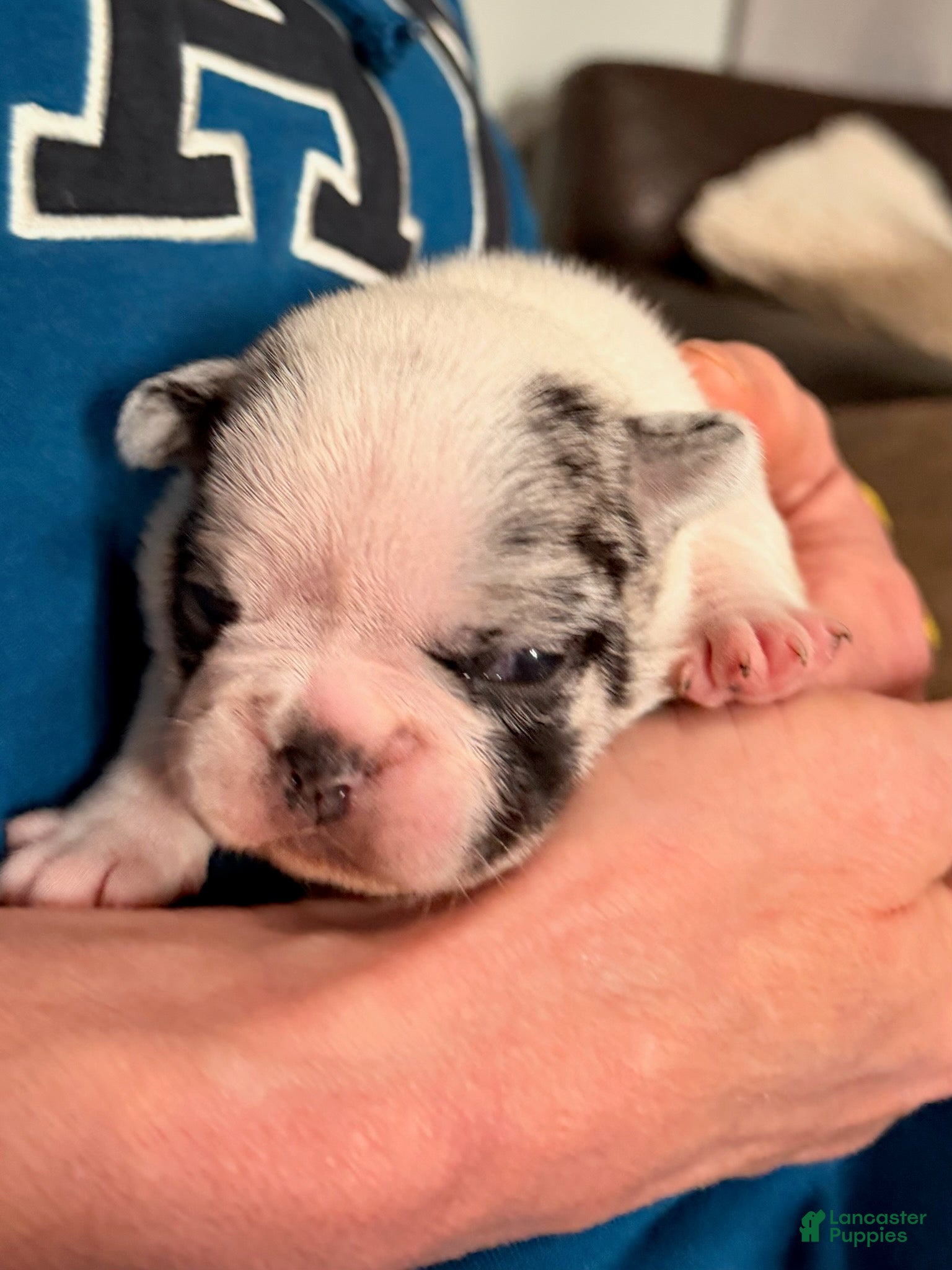 French Bulldog dogs for sale: French Bulldog Girl 1 - Ad 1