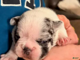 French Bulldog dogs for sale: French Bulldog Girl 1 - Ad 1