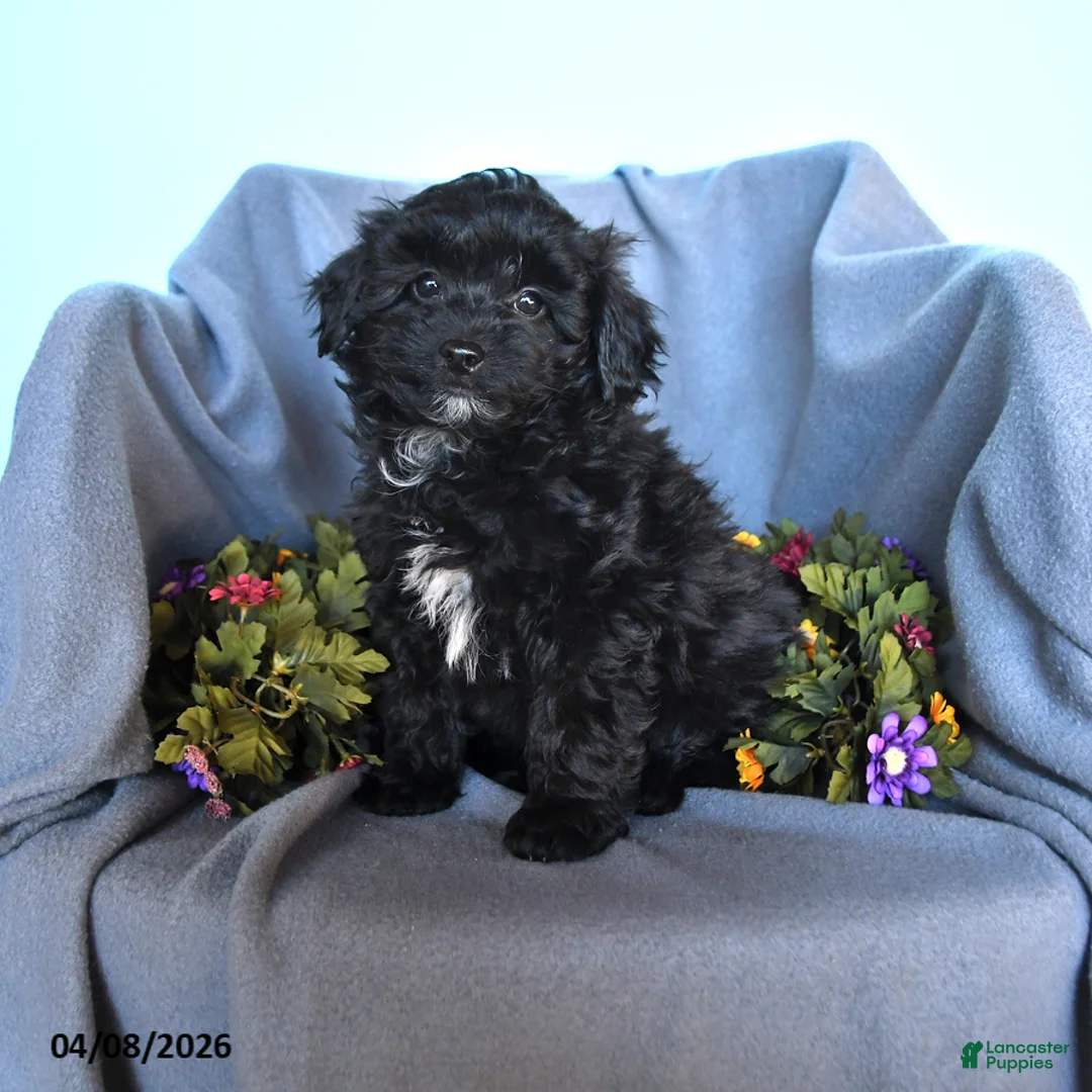 Pomapoo dogs for sale: Badger - Ad 1