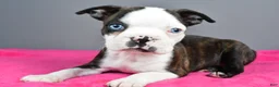 Boston Terrier dogs for sale: Bella - Ad 3