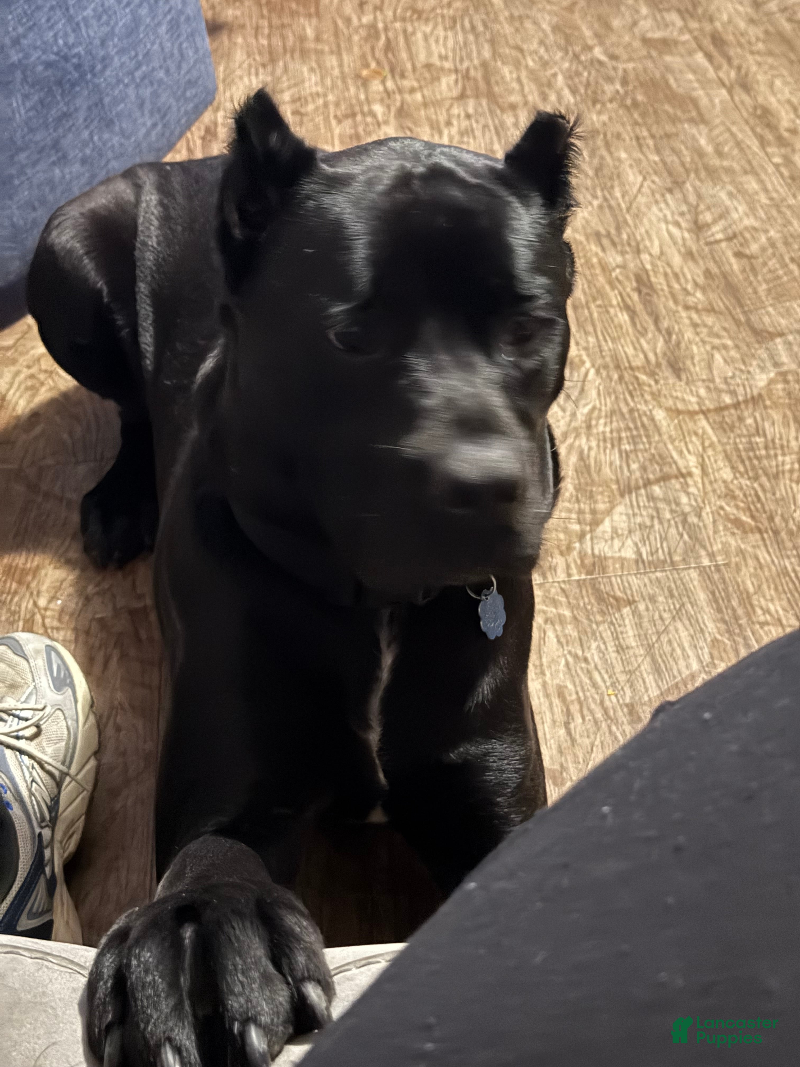 Cane Corso dogs Cane Corso we - Ad 1