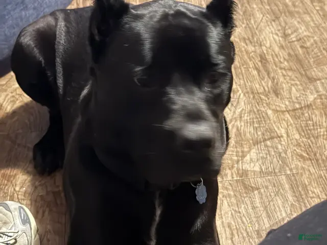 Cane Corso dogs Cane Corso we - Ad 1