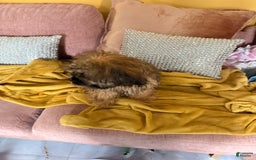 Mixed Breed dogs for sale: Mixed Breed Puppy 2 - Image 12