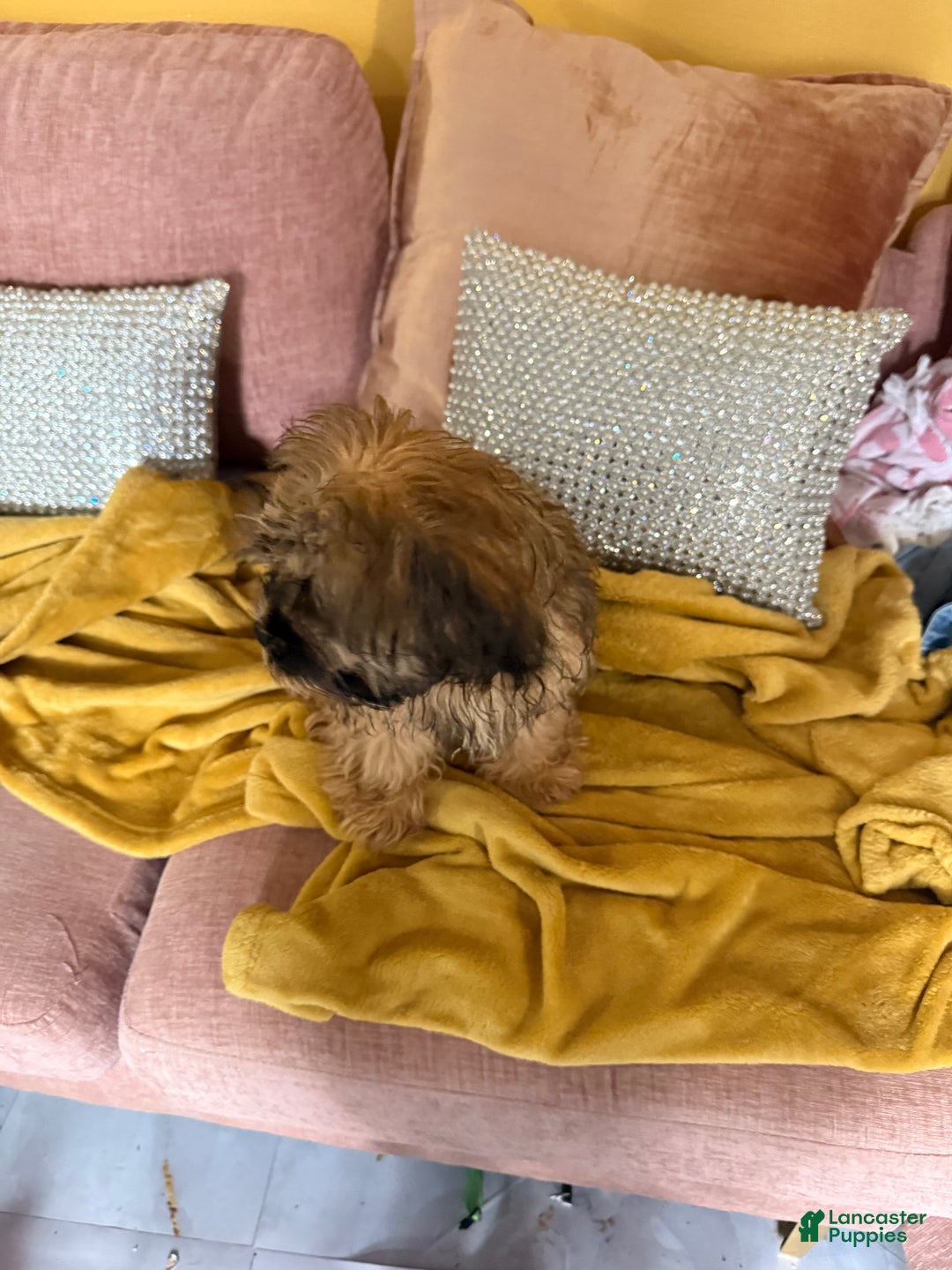 Mixed Breed dogs for sale: Mixed Breed Puppy 2 - Image 12