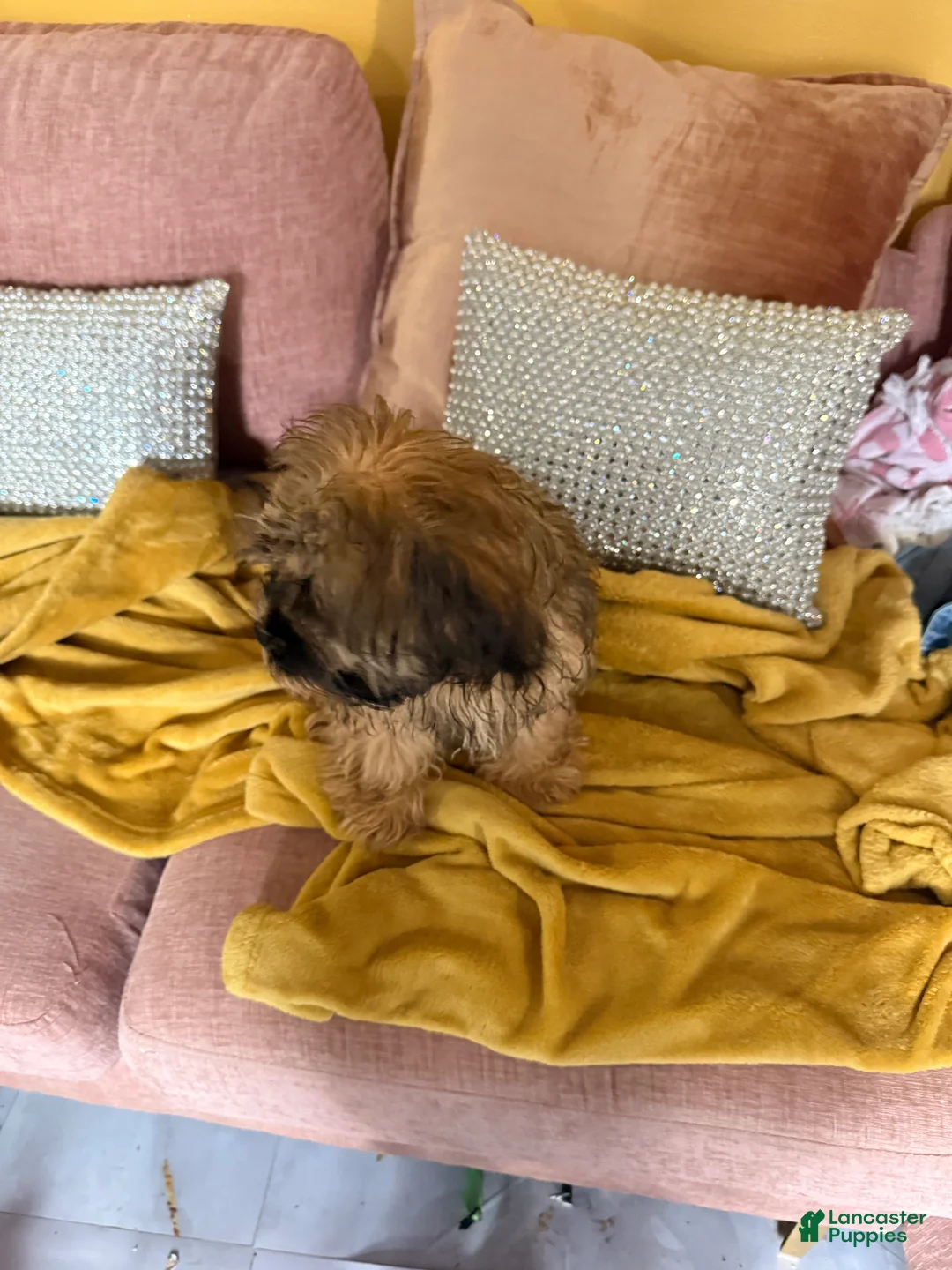 Mixed Breed dogs for sale: Mixed Breed Puppy 2 - Ad 11