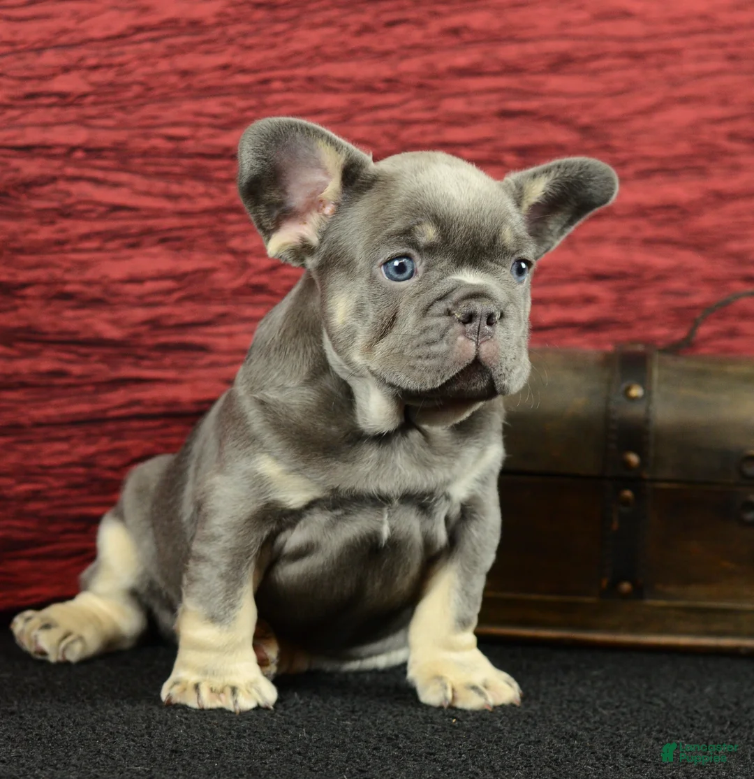 French Bulldog dogs for sale: Milo - Ad 2