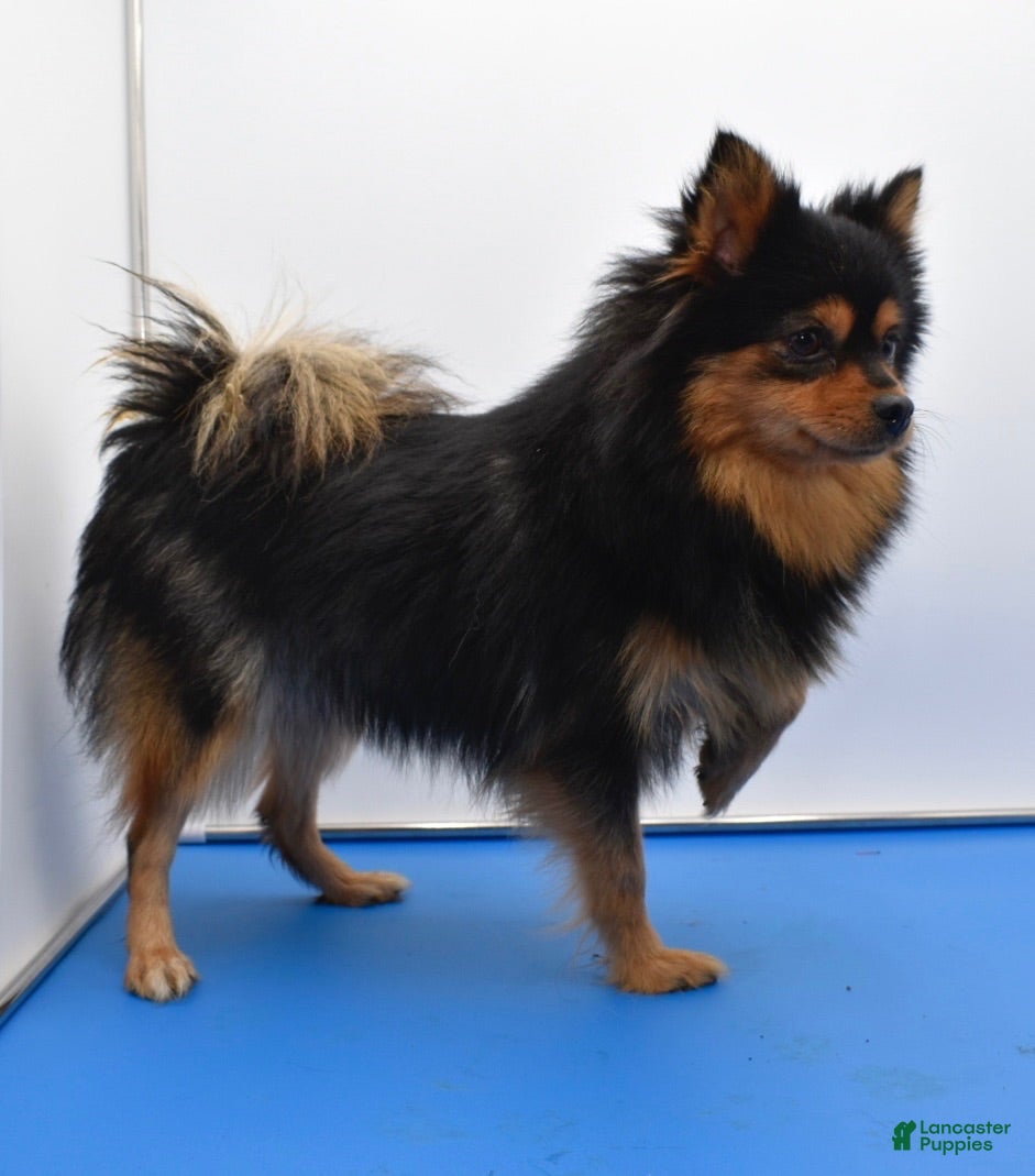 Pomeranian dogs Bella Merle tricolor  - Ad 1