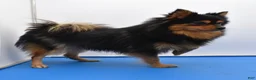 Pomeranian dogs for sale: Bandit Merle tricolor  - Ad 7