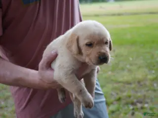 Labrador Retriever dogs Labrador Retriever Puppy 1 - Ad 28