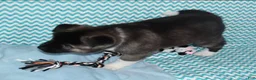 Akita dogs for sale: Zack - Ad 5