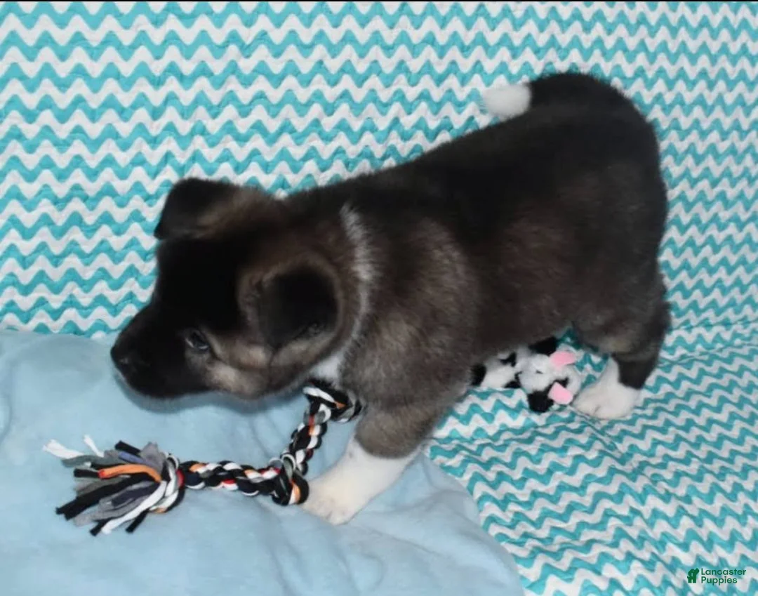 Akita dogs for sale: Zack - Ad 5