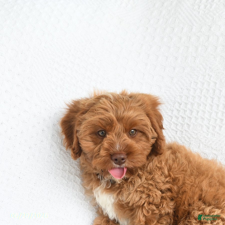 Cavapoo dogs Byron - Ad 2