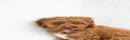 Cavapoo dogs for sale: Byron - Ad 2