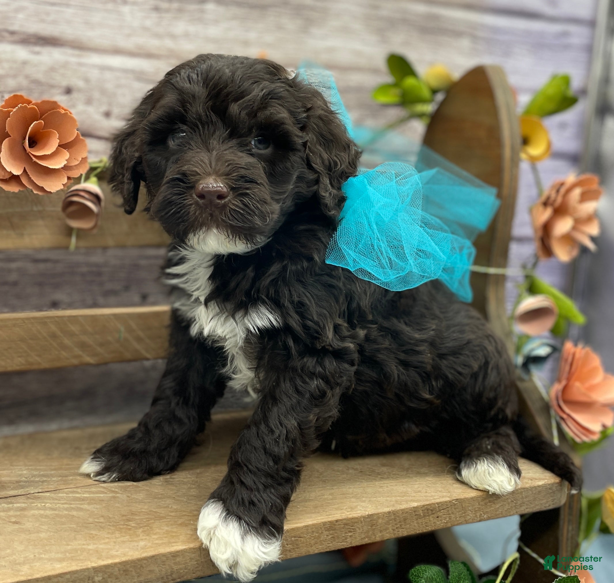 Portuguese Water Dog dogs Benedict - Ad 1