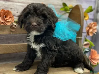 Portuguese Water Dog dogs for sale: Benedict - Ad 4