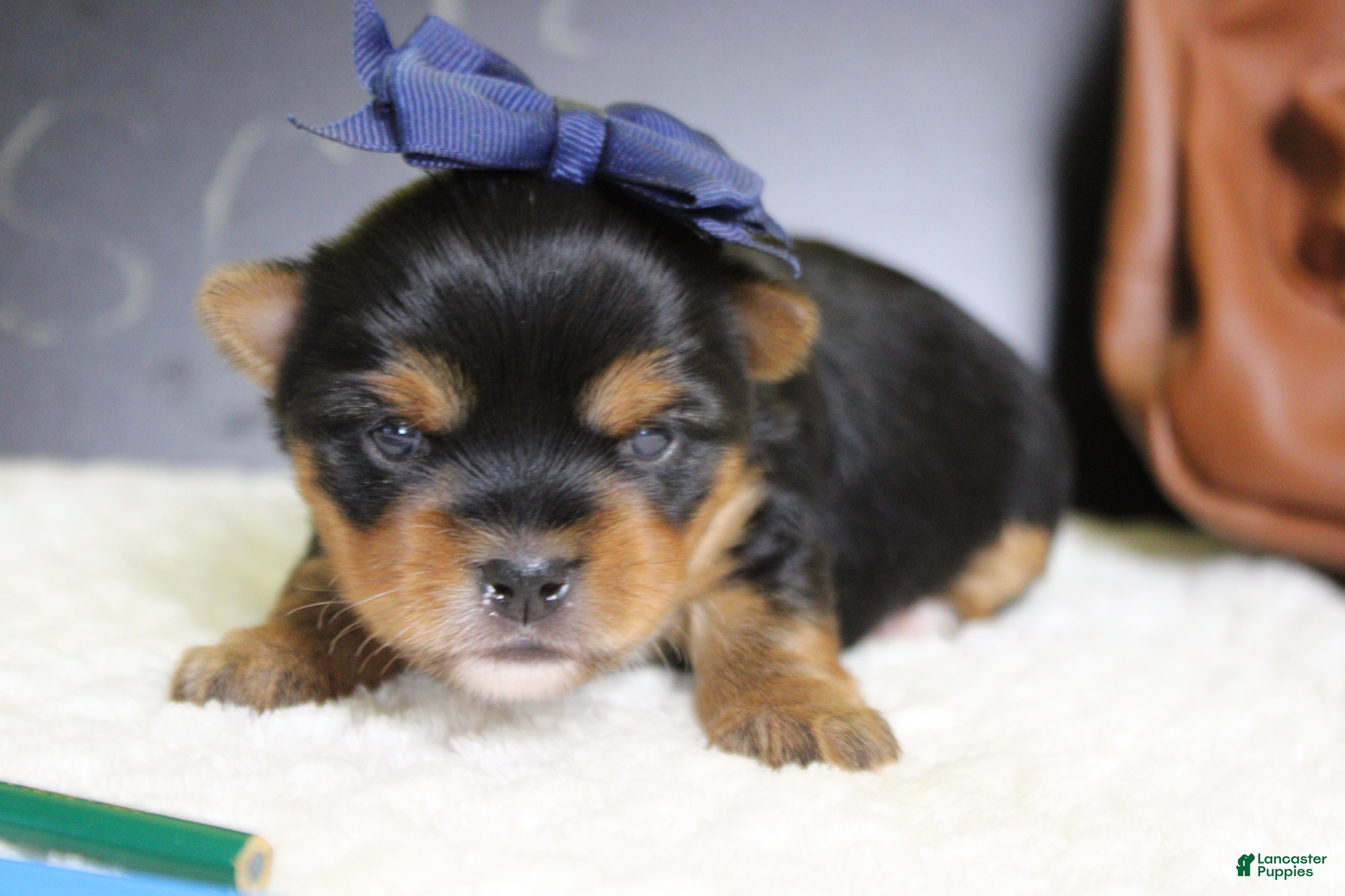 Yorkshire Terrier dogs Penny  - Ad 10