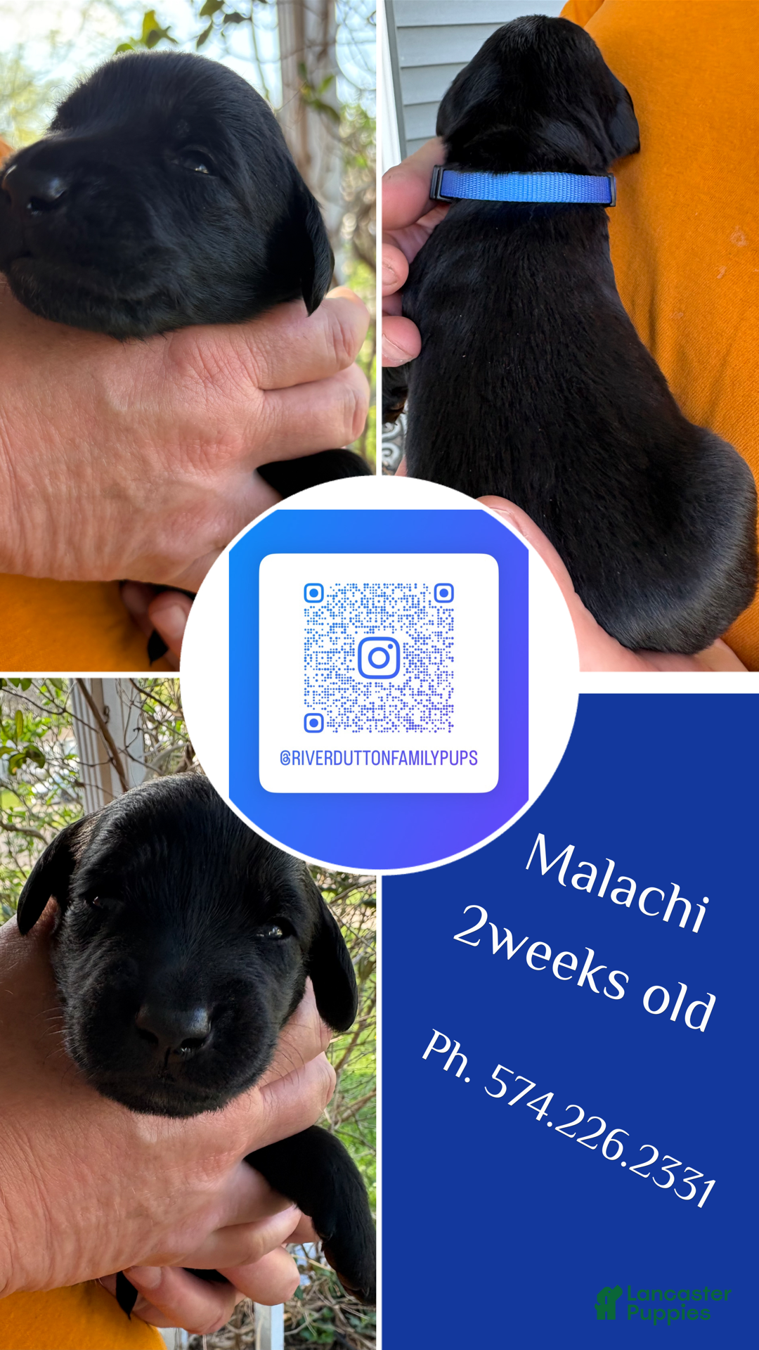 Mixed Breed dogs Golden Labradoodle Puppy 1 - Ad 7