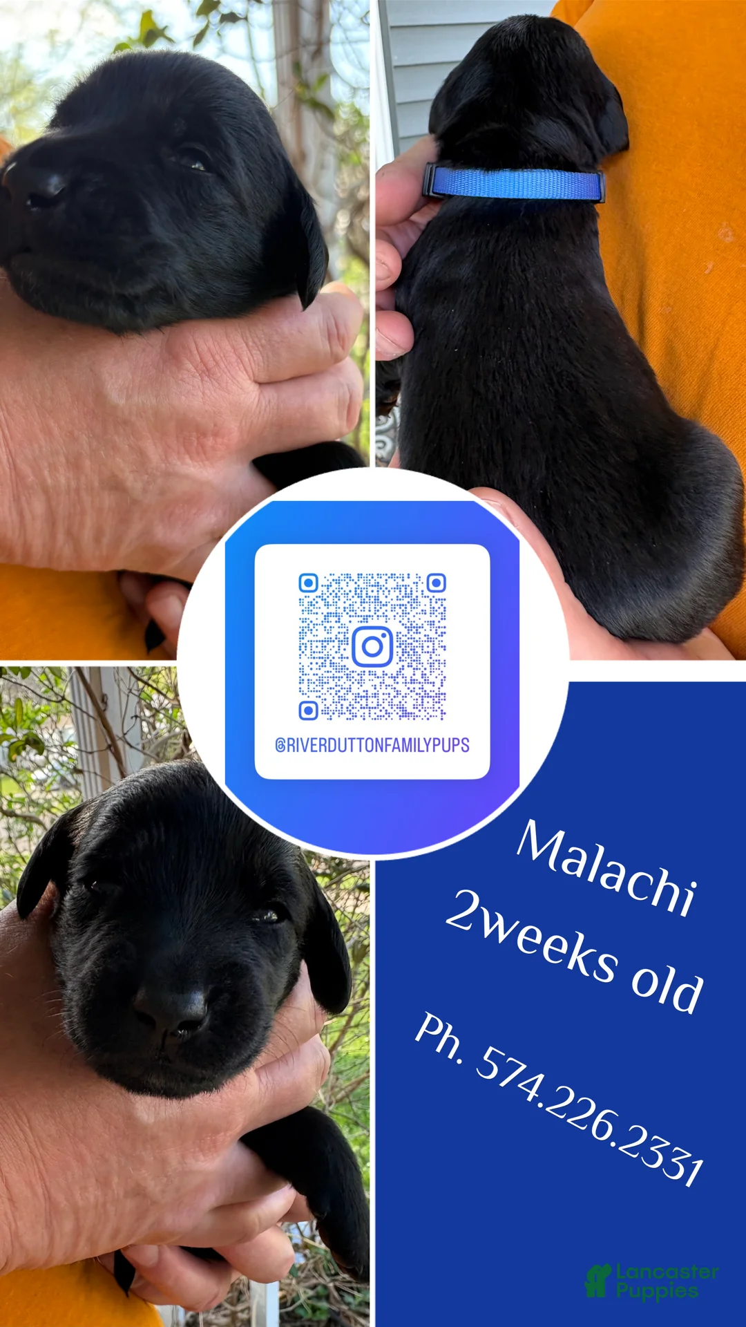 Mixed Breed dogs for sale: Golden Labradoodle Puppy 1 - Ad 1