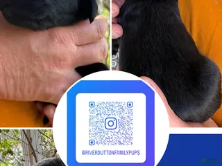 Mixed Breed dogs Golden Labradoodle Puppy 1 - Ad 7