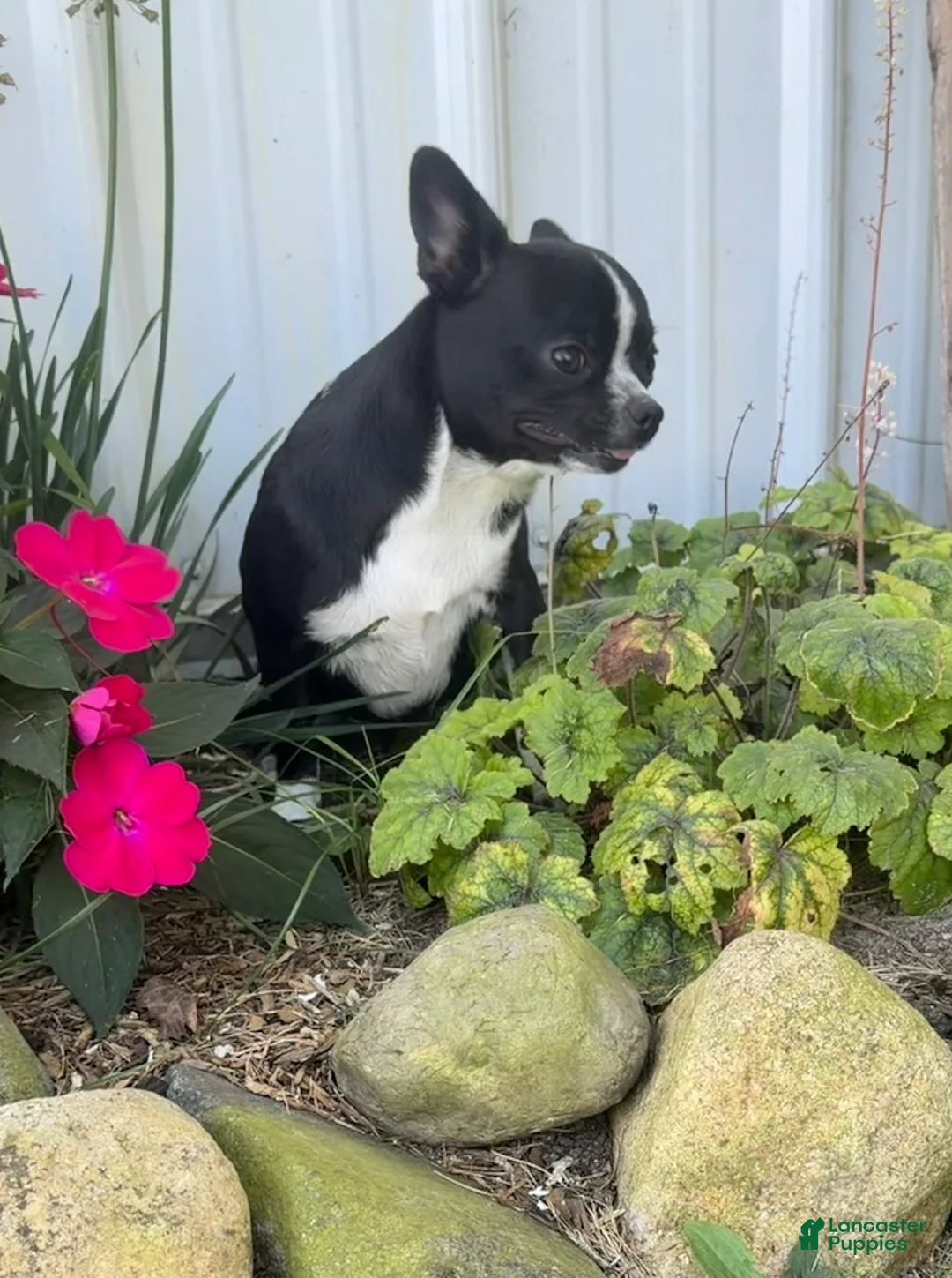 Chihuahua dogs for sale: Blackie - Ad 1