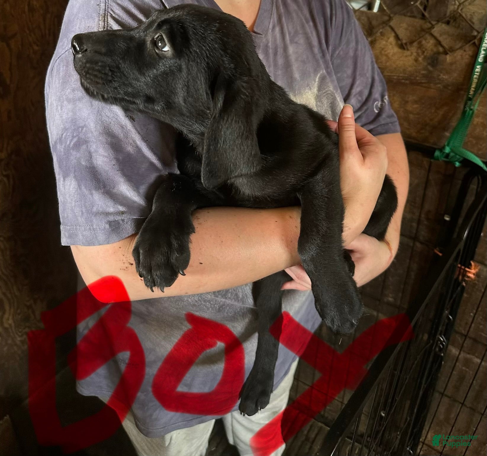 Labrador Retriever dogs Labrador Retriever 2 - Ad 23