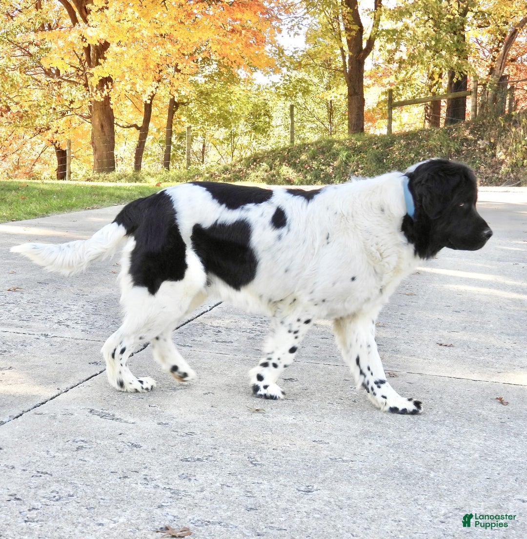 Gallery Image {{count}}