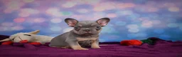 French Bulldog dogs for sale: Diesel - Ad 7