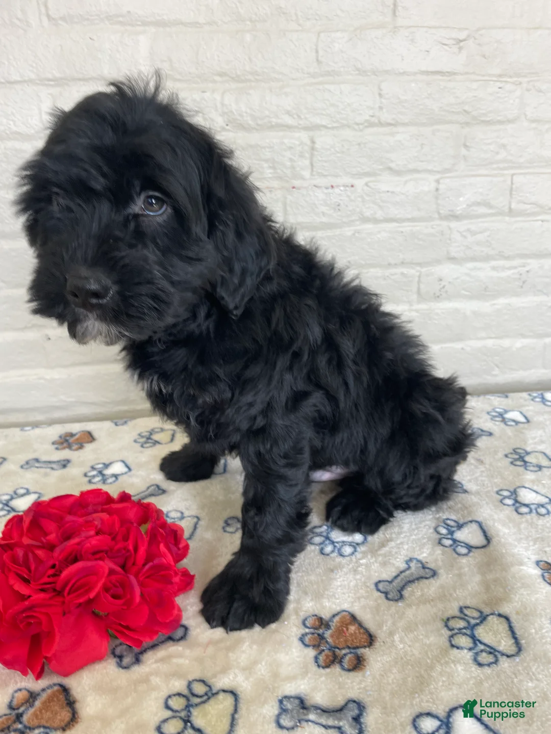 Mixed Breed dogs for sale: Dexter - Ad 3