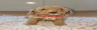 Toffee
